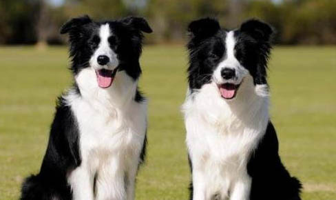 德國牧羊犬有哪幾種品種