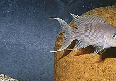 魚缸過(guò)濾器晚上要關(guān)掉嗎