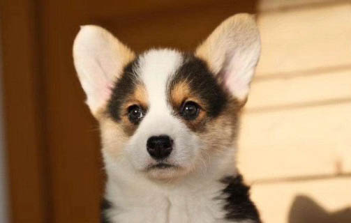 犬瘟后遺癥抽搐會慢慢恢復嗎