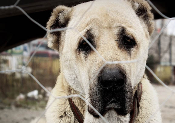 喜樂蒂牧羊犬得細(xì)小的前兆
