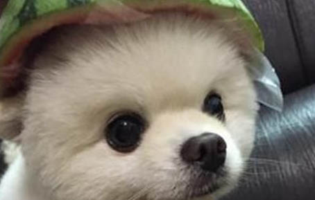 導致狗狗糖尿病的原因及治療方法