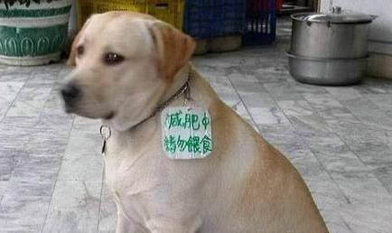 狗狗得了白內障怎么辦?如何治療?