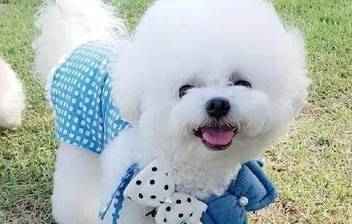 為什么狗一直叫