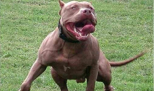 狗狗為什么會得犬瘟