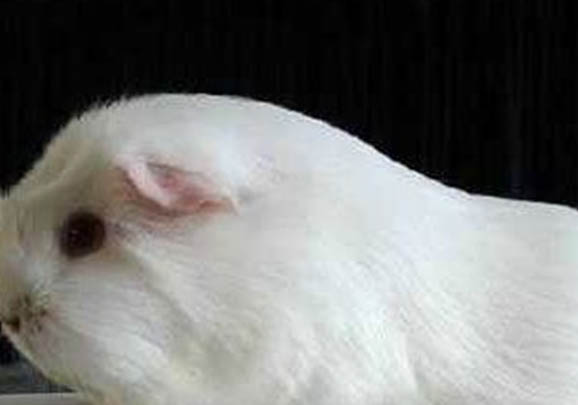 白色黑眼天竺鼠的飼養要點