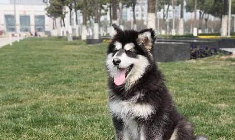 阿拉斯加幼犬得了細小怎么辦