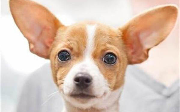 狗場帶回家的狗預(yù)防犬瘟