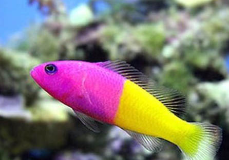 家里養魚水渾怎么處理