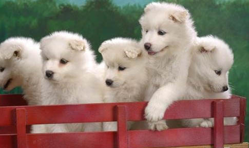 幼犬感冒可以吃什么藥