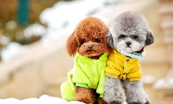 十歲以上的貴賓犬還能活多久?