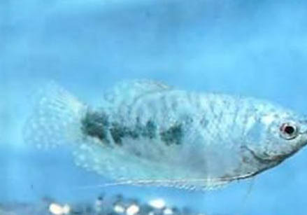 藍星魚繁殖方法?