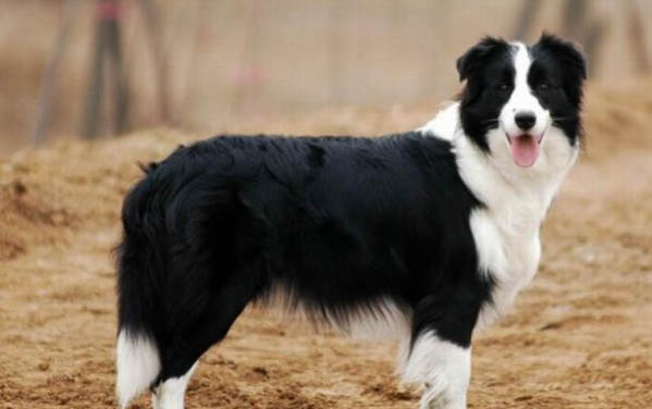 怎么判斷蘇俄牧羊犬得了什么病