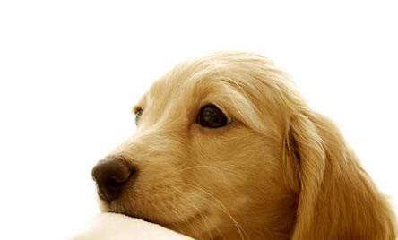 金毛犬分幾個品種