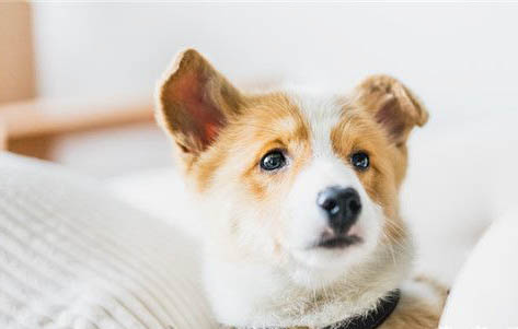 犬用益生菌哪個牌子好