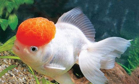 露天魚缸怎么保證水質