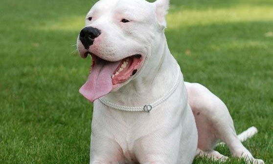 頂級護衛犬有哪些