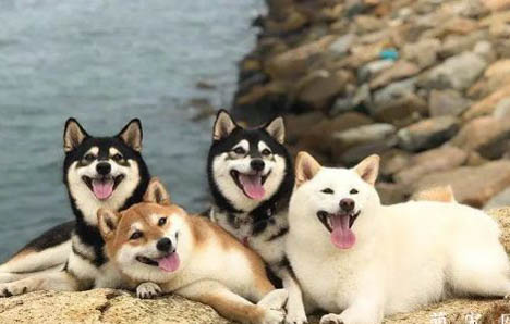 柴犬哪里有賣的