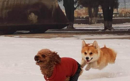 狗窩和狗墊子哪個好?