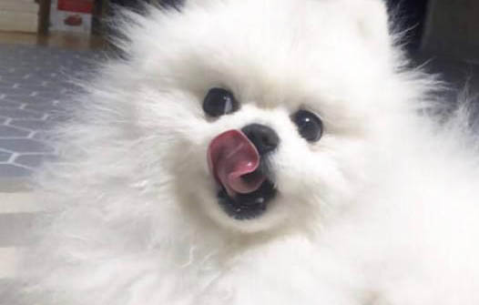 怎么改正狗狗在家里亂拉屎