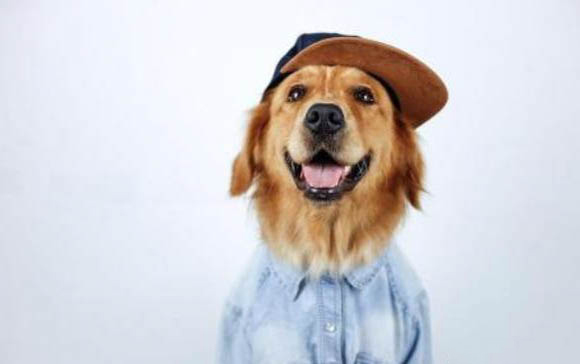 如何挑選金毛犬幼崽