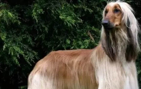 為什么中國禁止阿富汗犬