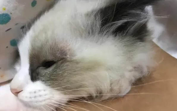貓咪為什么會墜樓