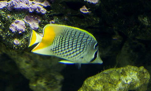 自來水可以直接養(yǎng)魚嗎為什么