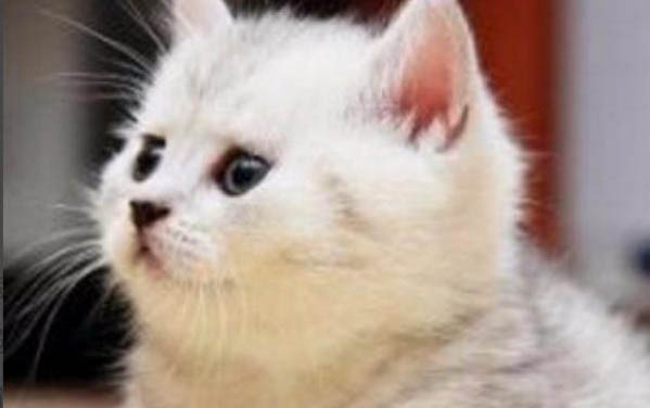貓咪得過病后挑食是什么原因?