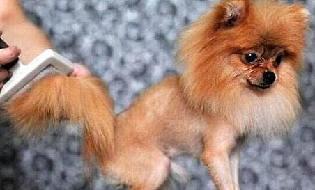 狗狗打了狂犬疫苗為什么會感冒