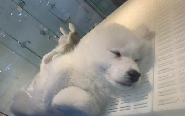 小狗拉黃色稀糊狀是什么原因?