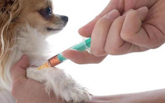 狗狗吃的益生菌哪個好