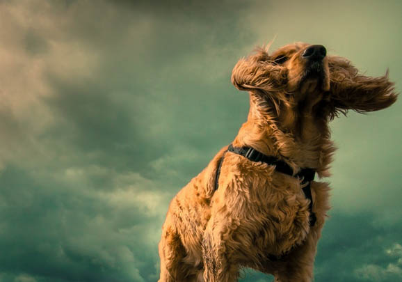 英國可卡犬可以吃龍眼嗎