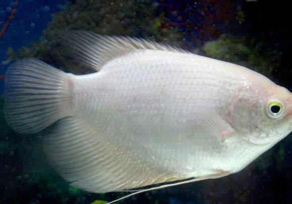 招財魚可以跟什么魚混養