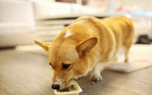 狗狗拉稀是什么原因及處理方法