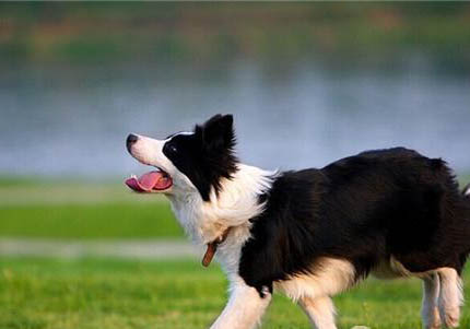 哪里有賣(mài)邊境牧羊犬的地方