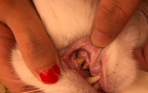 貓懷孕多久會吐