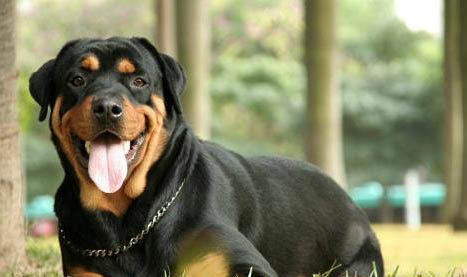 羅威納犬有哪些優缺點