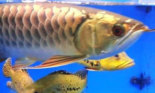便宜的龍魚有哪些品種