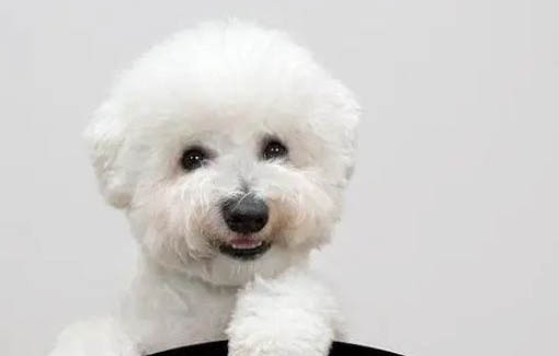 比熊犬與泰迪哪個好養