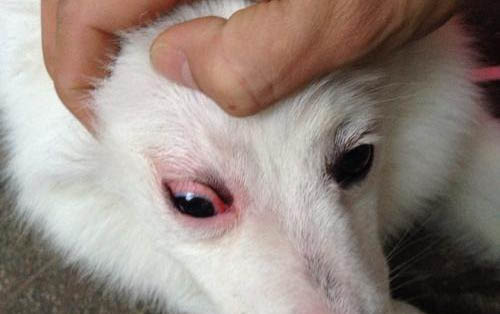 狗胃腸炎治療土方