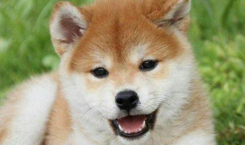 柴犬優(yōu)缺點(diǎn)各代表什么