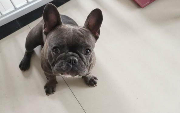 狗狗細小病毒怎么傳染的？