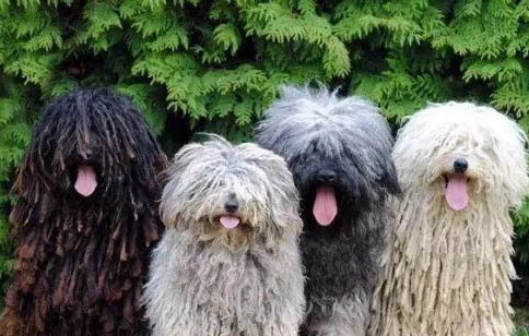 波利犬身體發(fā)抖的原因及處理方法