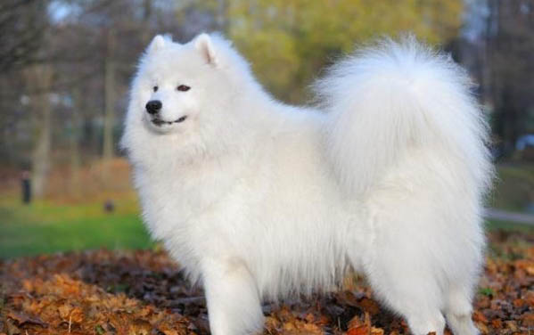 薩摩耶犬常流淚怎樣辦