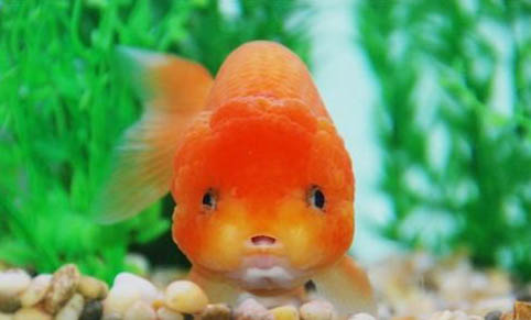 七彩神仙魚可以和鸚鵡混養嗎!