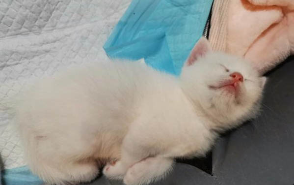 小貓腸胃炎有哪些癥狀？