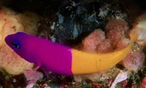 養魚的增氧泵多少錢一個
