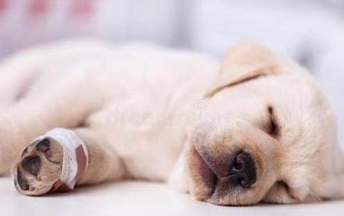 幼犬可以吃成犬狗糧嗎
