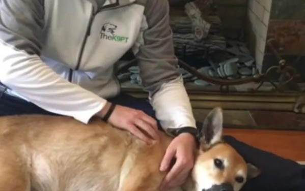 狗寶寶幾天睜眼