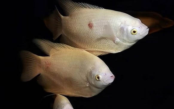 電光美人魚咬別的魚嗎